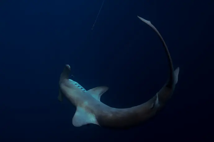 a large shark is hooked up to a hook