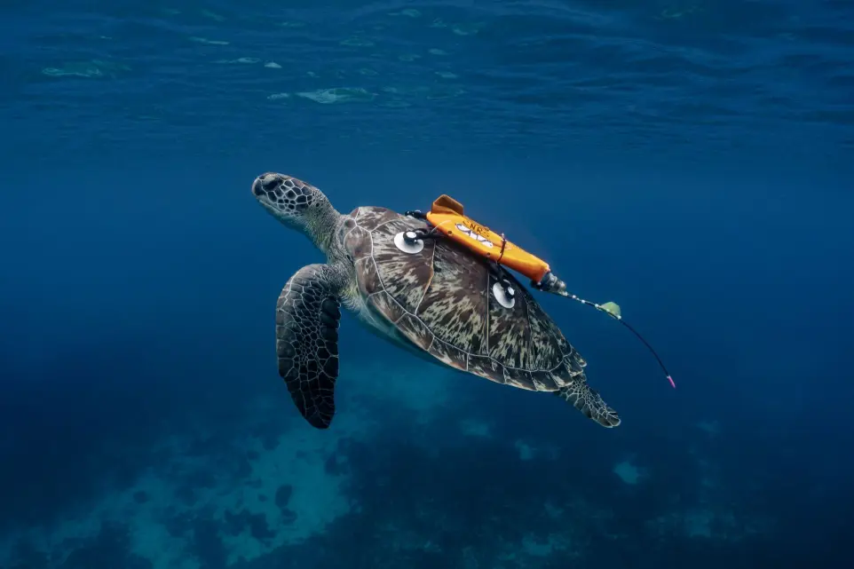 tortue sauvé au large d&#39;antibe